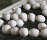 Food Grade Lubricants